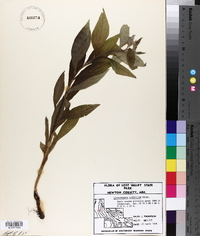 Lithospermum latifolium image