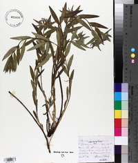 Lithodora fruticosa image