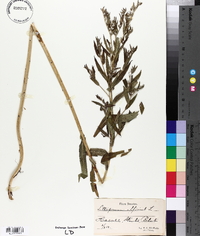 Lithospermum officinale image