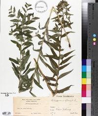 Lithospermum officinale image