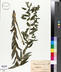 Lithospermum officinale image