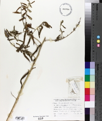 Lithospermum officinale image