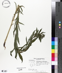 Lithospermum officinale image