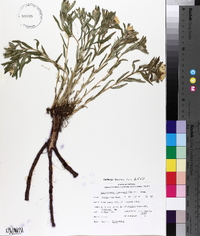 Lithospermum canescens image