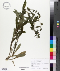 Lithospermum tuberosum image