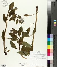 Mertensia paniculata image