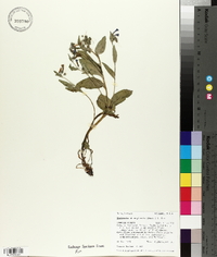 Mertensia oblongifolia image