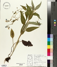 Mertensia paniculata image