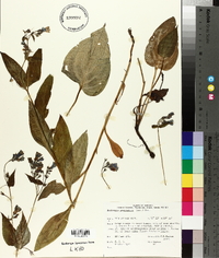 Mertensia paniculata image