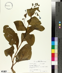 Mertensia virginica image