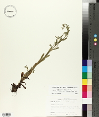 Myosotis verna image