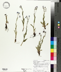 Myosotis alpestris image