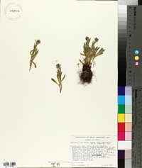Myosotis alpestris image
