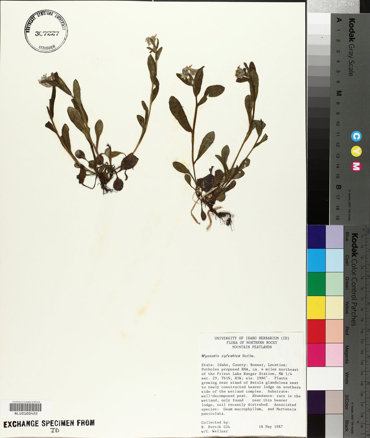 Myosotis sylvatica image