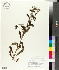 Myosotis macrosperma image