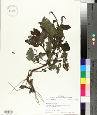 Heliotropium indicum image