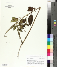 Heliotropium indicum image