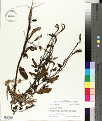 Heliotropium indicum image