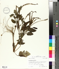 Heliotropium indicum image