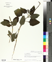 Heliotropium indicum image