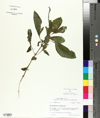 Heliotropium indicum image