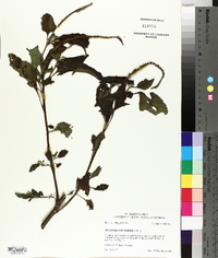 Heliotropium indicum image