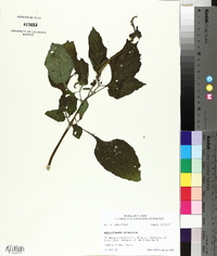 Heliotropium indicum image