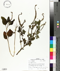 Heliotropium indicum image