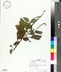 Heliotropium indicum image