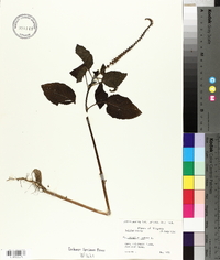 Heliotropium indicum image