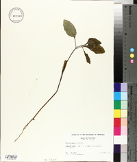 Heliotropium indicum image