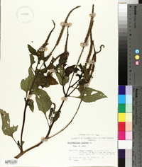 Heliotropium indicum image