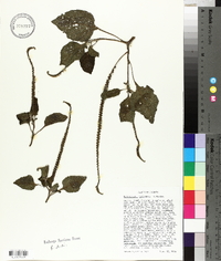 Heliotropium indicum image