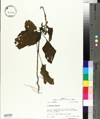 Heliotropium indicum image