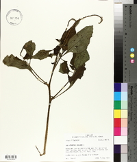 Heliotropium indicum image