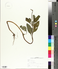 Heliotropium indicum image