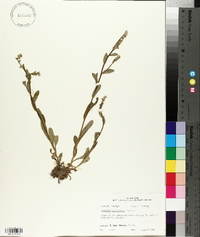 Myosotis macrosperma image