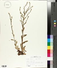 Myosotis macrosperma image