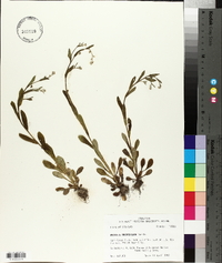 Myosotis macrosperma image