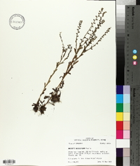 Myosotis macrosperma image