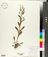 Myosotis macrosperma image