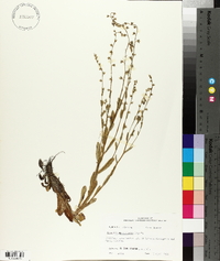 Myosotis macrosperma image