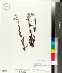 Myosotis laxa image