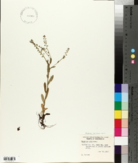 Myosotis laxa image