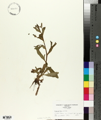 Myosotis laxa image