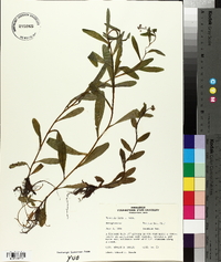 Myosotis laxa image