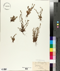 Myosotis stricta image