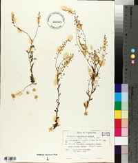 Myosotis ramosissima image