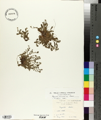 Myosotis ramosissima image