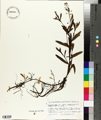 Myosotis laxa subsp. caespitosa image